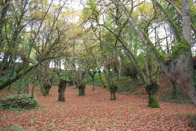 Souto de casta�as, Sunide