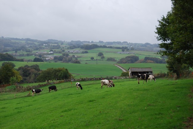 Explotaci�n lechera entre Francos y Teibillide